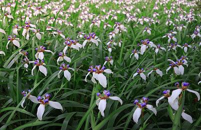 《刺客信条：枭雄》PS5＆XSX＆XSS版将获得60FPS更新